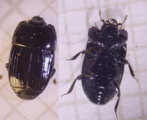 Réf. 316 079 : Platysoma compressum